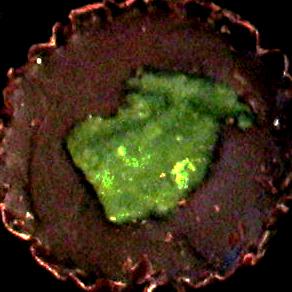 Peppermint