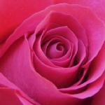 Pink Rose